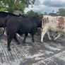 Pedigree Angus Bull Choice of two Image 2