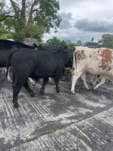 Pedigree Angus Bull Choice of two
