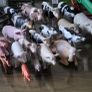 schleich farm Image 3