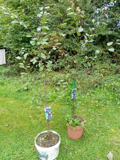 Plum / Opal Fruit Tree.