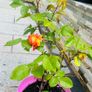Rose Plant Image 4