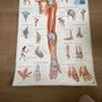 medical posters Image 3