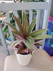 Tradescantia Spathcea plant