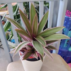 Tradescantia Spathcea plant
