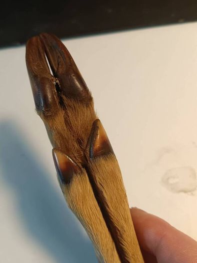 Mid Nineteenth Century Deer Hoof and Horn Page Turner