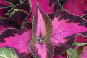 (C) Decorative nettle Chocolate Rose seeds (5S) (432103)