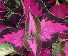 (C) Decorative nettle Chocolate Rose seeds (5S) (432103)