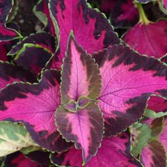 (C) Decorative nettle Chocolate Rose seeds (5S) (432103)