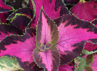 (C) Decorative nettle Chocolate Rose seeds (5S) (432103)