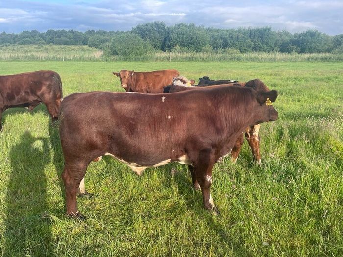 4 star Shorthorn Bull