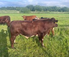 4 star Shorthorn Bull