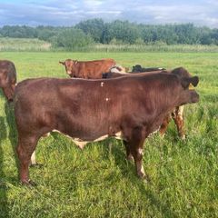 4 star Shorthorn Bull