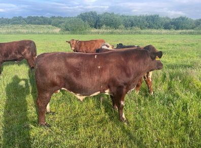 4 star Shorthorn Bull