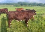 4 star Shorthorn Bull