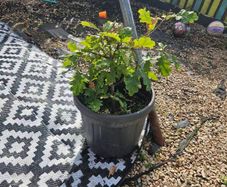 oak tree