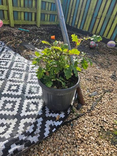 oak tree