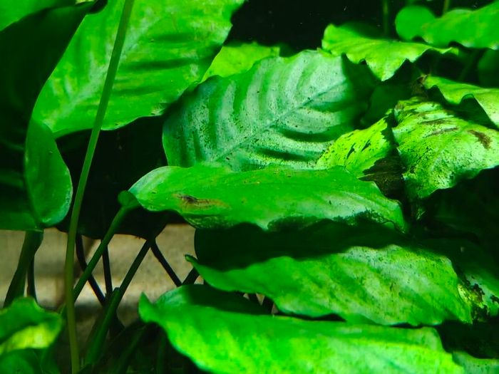 Fish tank with accessories and shrimps
