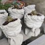 Handmade Cement Planters with Live Plants Image 2