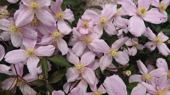 Clematis "Montana Rubens" Plant