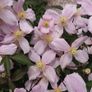 Clematis "Montana Rubens" Plant Image 9