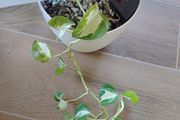 Manjula Pothos (Epipremnum aureum 'Manjula')