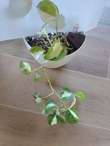Manjula Pothos (Epipremnum aureum 'Manjula')