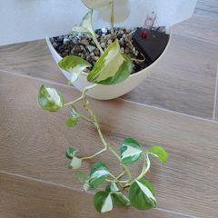 Manjula Pothos (Epipremnum aureum 'Manjula')