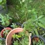 Buddleia plants - various sizes Image 2