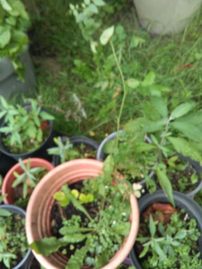 Buddleia plants - various sizes