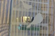Beautiful Glass Bird Tealight holder - Christmas
