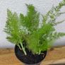 Fresh Fennel Plants Image 3
