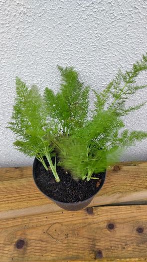 Fresh Fennel Plants