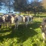 For sale pedigree in calf friesian heifers Image 2