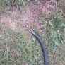 12 volt  Battery Diesel Transfer Pump Image 5
