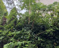 free tree to take away