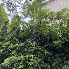 free tree to take away