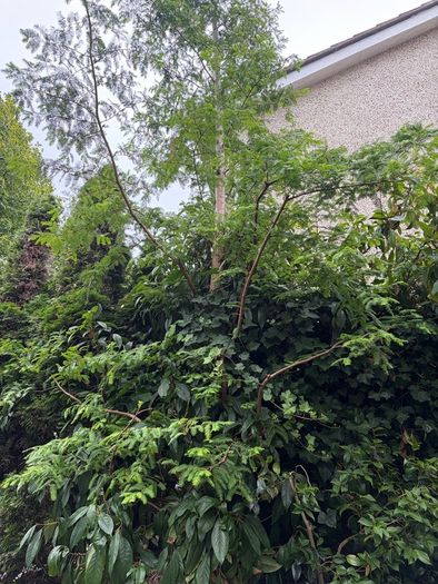 free tree to take away