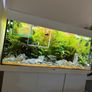 Fish Tank And stand with fish and plants Image 2