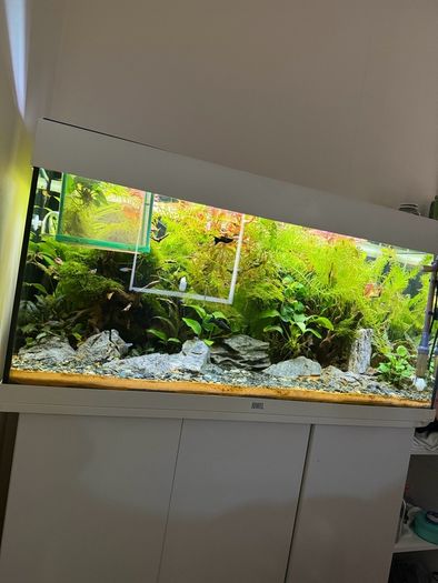 Fish Tank And stand with fish and plants