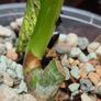 No.5 Monstera Green On Green Image 6