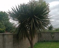 12' Cordyline