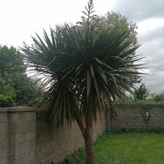 12' Cordyline