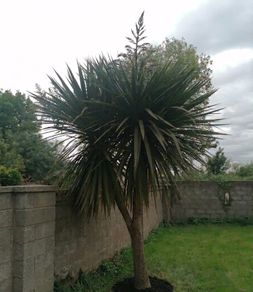 12' Cordyline