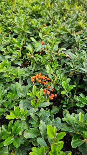 Fuchsia Plants 2euros
