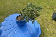 Bonsai