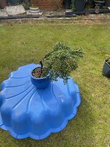 Bonsai