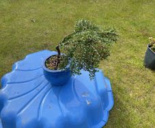 Bonsai