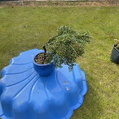 Bonsai