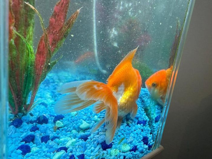 CIANO Aqua 30 Aquarium + Cartridges + Goldfish