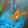 CIANO Aqua 30 Aquarium + Cartridges + Goldfish Image 7